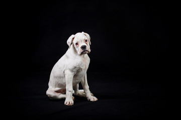 White german boxer puppy 