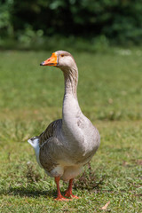 Beautiful goose portrait