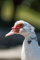 Muscovy duck