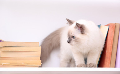 Cute little cat on shelf with books on light background