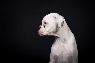 White german boxer puppy 