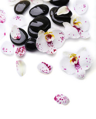 Fototapeta na wymiar Orchid and zen stones on white background close-up