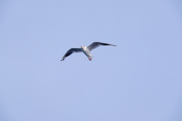 Obraz premium The image of seagull