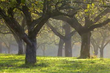 Streuobst Wiesen © alexanderoberst