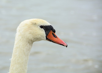 Fototapeta premium Head swan