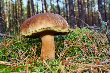 Boletus edulis