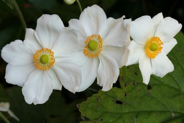 Anemone japonica