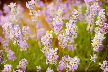 Obraz premium Field of lavender flowers