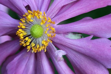 Anemone japonica