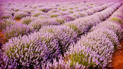 Obraz na płótnie Canvas Field of lavender flowers