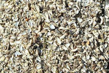 Sea shells background