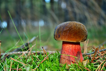 Boletus luridiformis mushroom