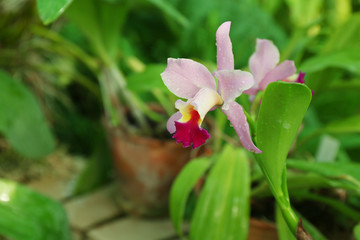 Colorful fully grown orchids in greenhouse