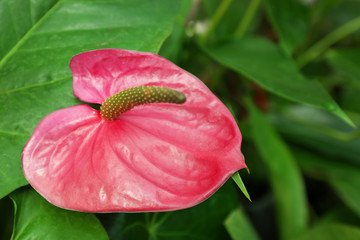 Anthurium flowers  on green background