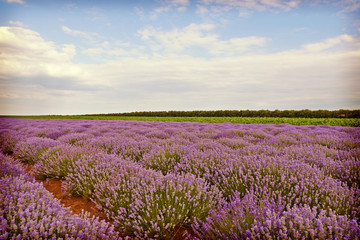 Field of lavender flowers