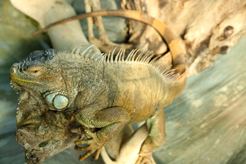 Close-up of green iguana (Iguana iguana)