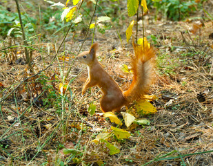 Fototapeta premium Red squirrel in forest