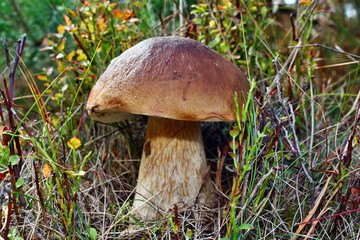 Boletus edulis