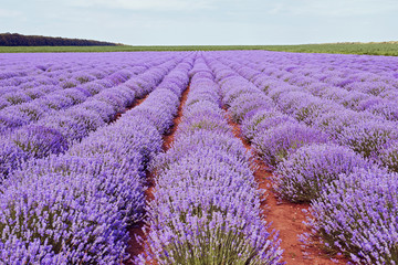 Obraz na płótnie Canvas Field of lavender flowers