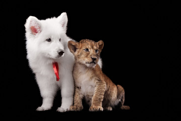 Little lion cub and puppy white Swiss Shepherd. Studio shot