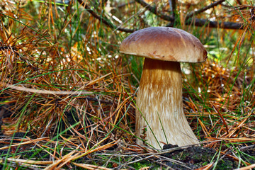 Boletus edulis