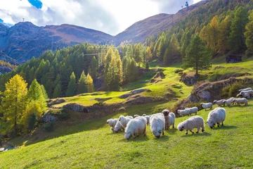 Foto auf Acrylglas Valais blacknose sheep in  Alps © Sergii Figurnyi