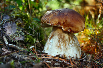 Boletus edulis