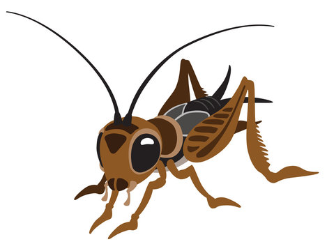 Cartoon Cricket Bug Isolated On White
