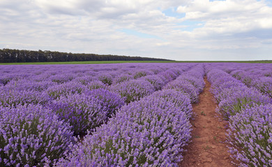 Plakat Field of lavender flowers