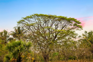 Obraz na płótnie Canvas Rain trees tropical tree