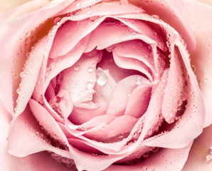 close-up of fresh rose flower