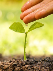 hand nurturing and watering a young plant / Love and protect nature concept / nurturing baby plant