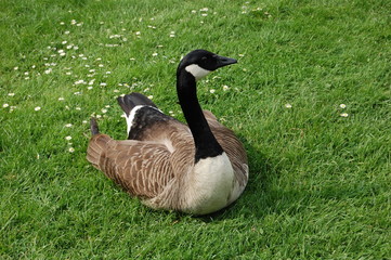 Canada goose (Branta canadensis) sitting on the grass in a city park. London, UK.