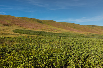 Fototapeta na wymiar Rolling hills in western high-grass prairie