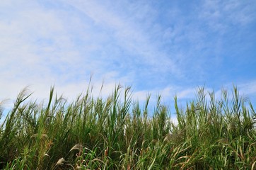 淀川河川敷の草むら