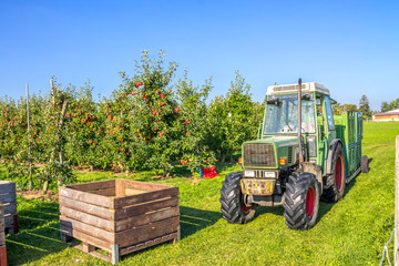 Apfelernte in Thurgau am Bodensee 