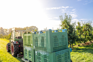 Apfelernte in Thurgau am Bodensee  © Sina Ettmer