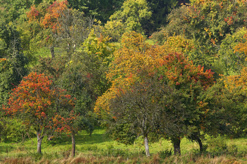 Streuobstb&auml;ume