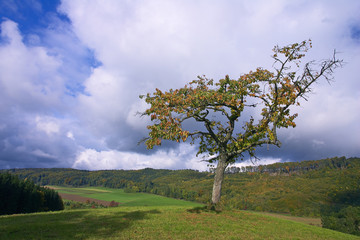 Fototapeta na wymiar Streuobstbäume