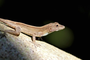 Fototapeta premium lizard standing on a tree