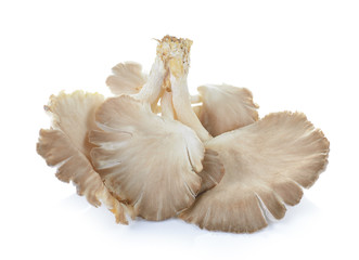 oyster mushroom on white background