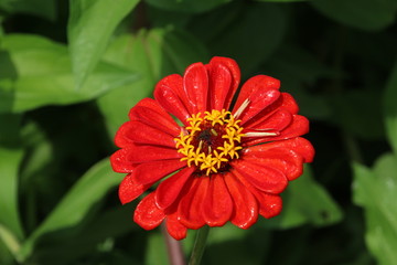 ヒャクニチソウ