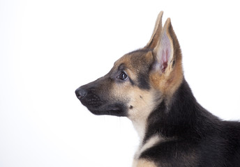 Perro Pastor Alemán 