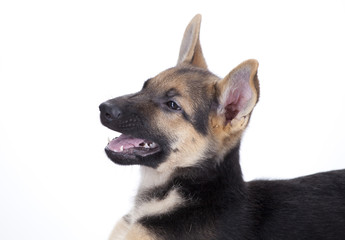 Perro Pastor Alemán 