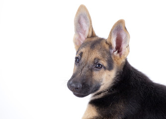 Perro Pastor Alemán 