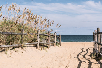 Fototapeta na wymiar Pathway to beach with wooden Fence and beach grass on dunes at Sandbridge Beach in Virginia Beach, Virginia. 