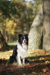 Dog breed Border Collie walking in autumn park