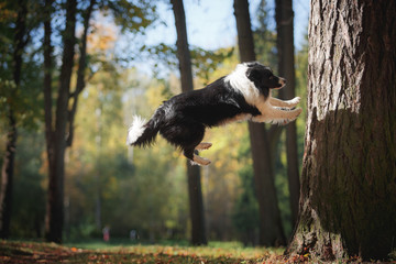 Dog breed Border Collie walking in autumn park