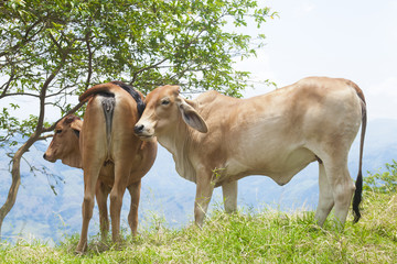 Ganado vacuno sobre paisaje