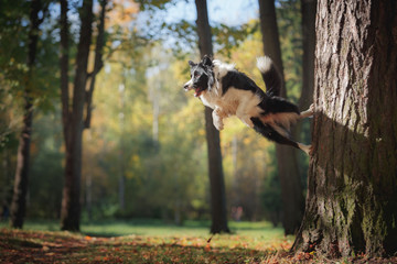 Dog breed Border Collie walking in autumn park - obrazy, fototapety, plakaty